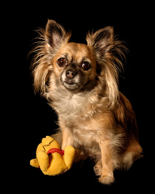 Illustration for article titled Shooting Challenge Pets Gallery 2